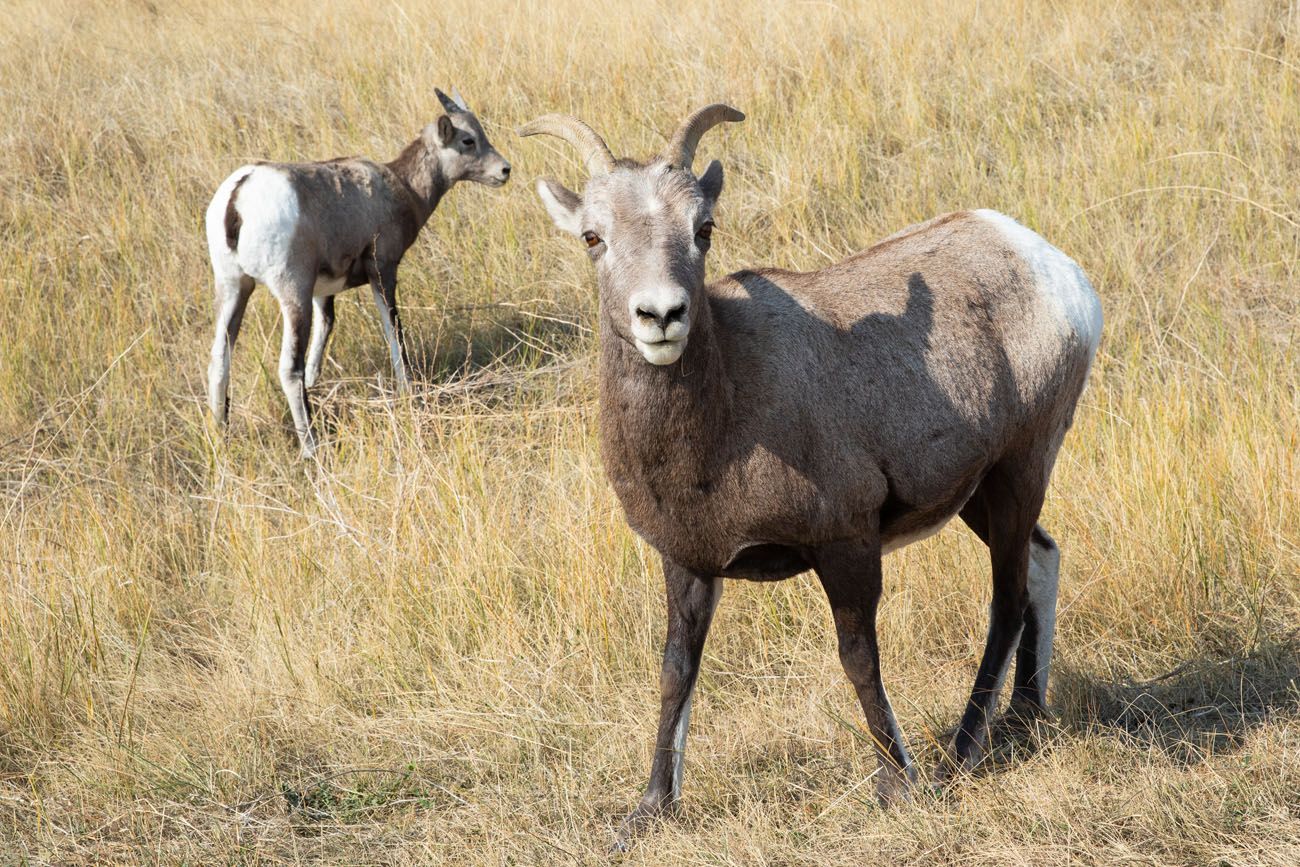Bighorn Sheep Badlands