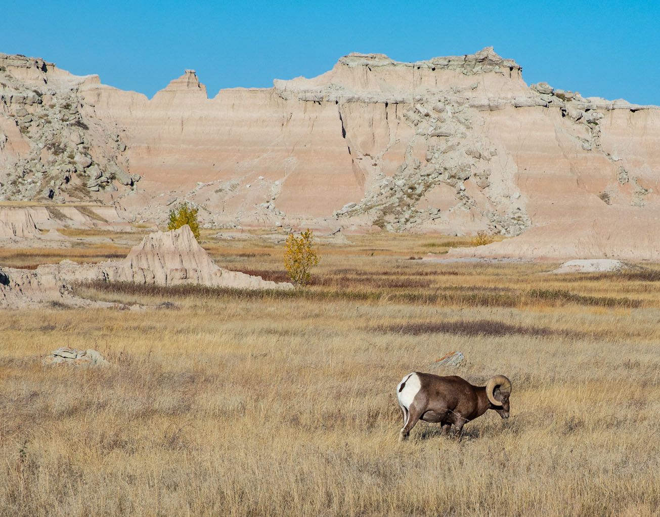 Bighorn Sheep Castle Trail