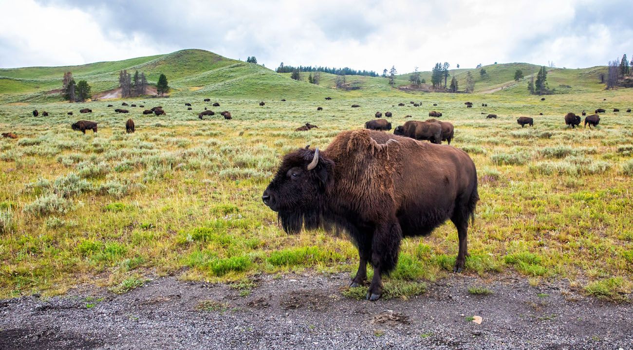 Bison