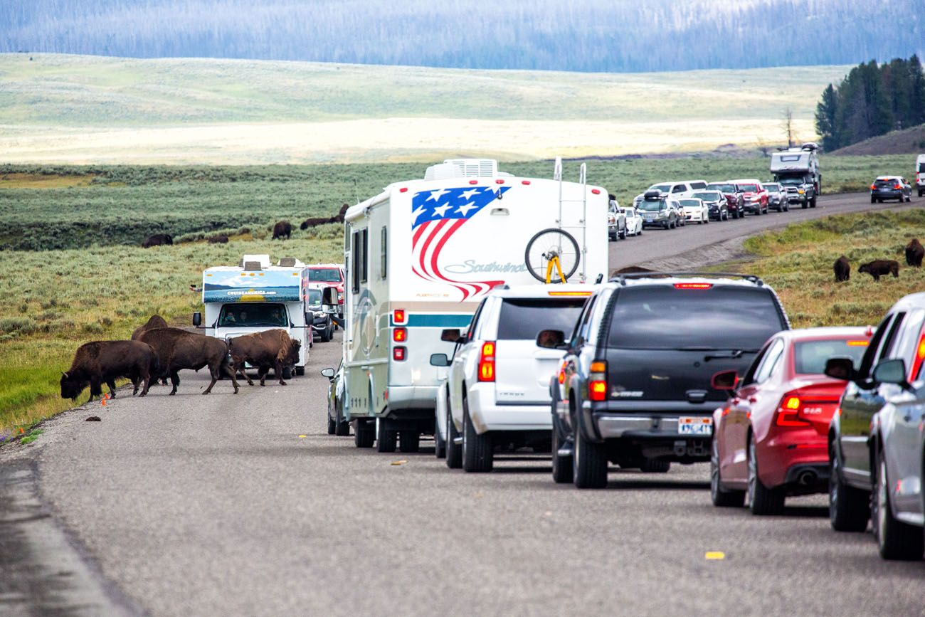 Hayden Valley Traffic Jam