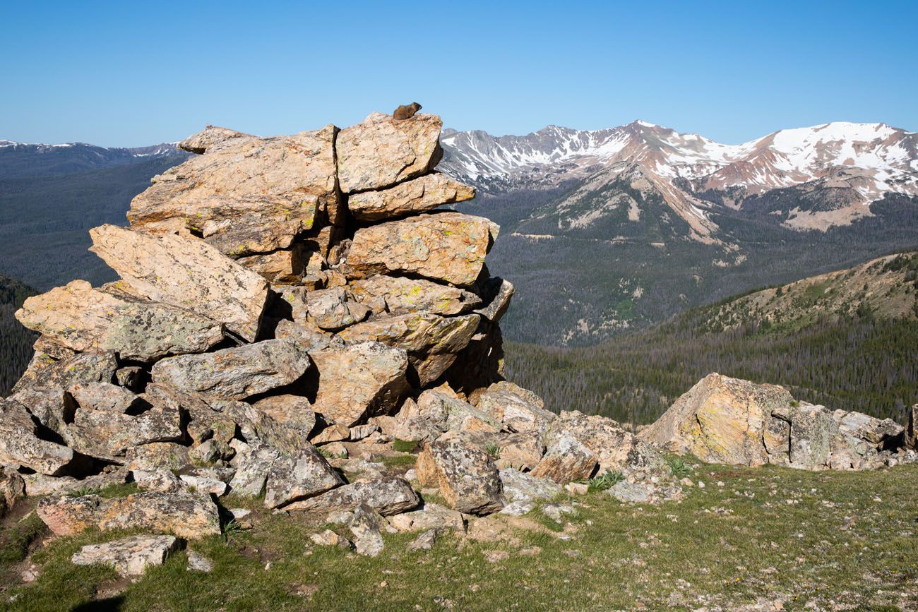 Marmot on the Rocks