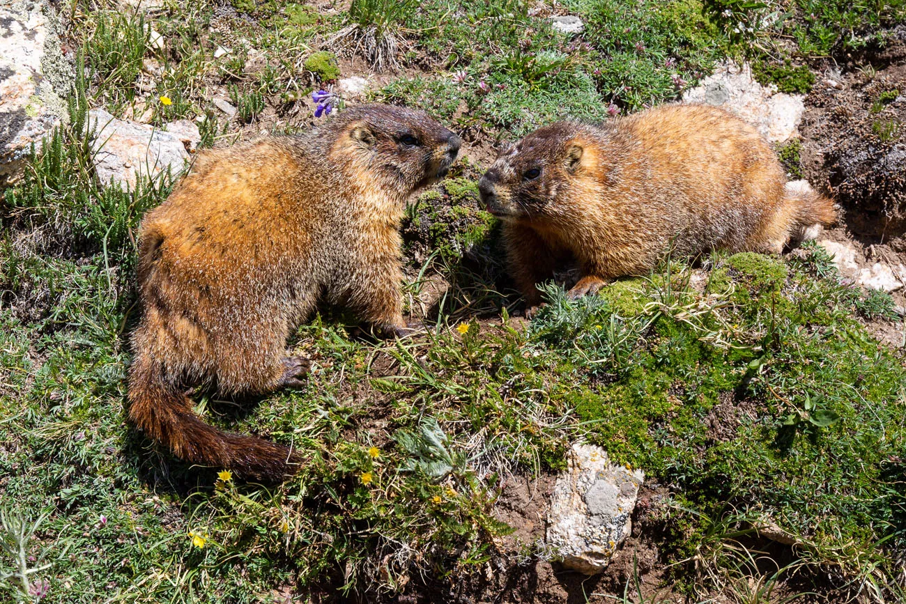 Marmots