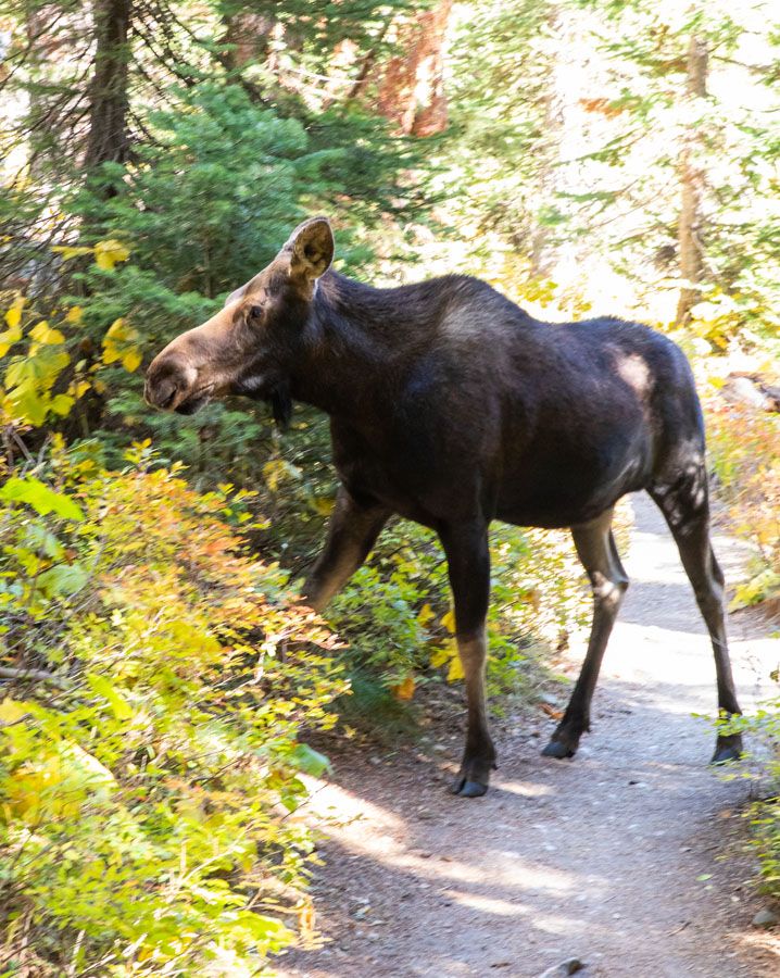 Moose in Cascade Canyon