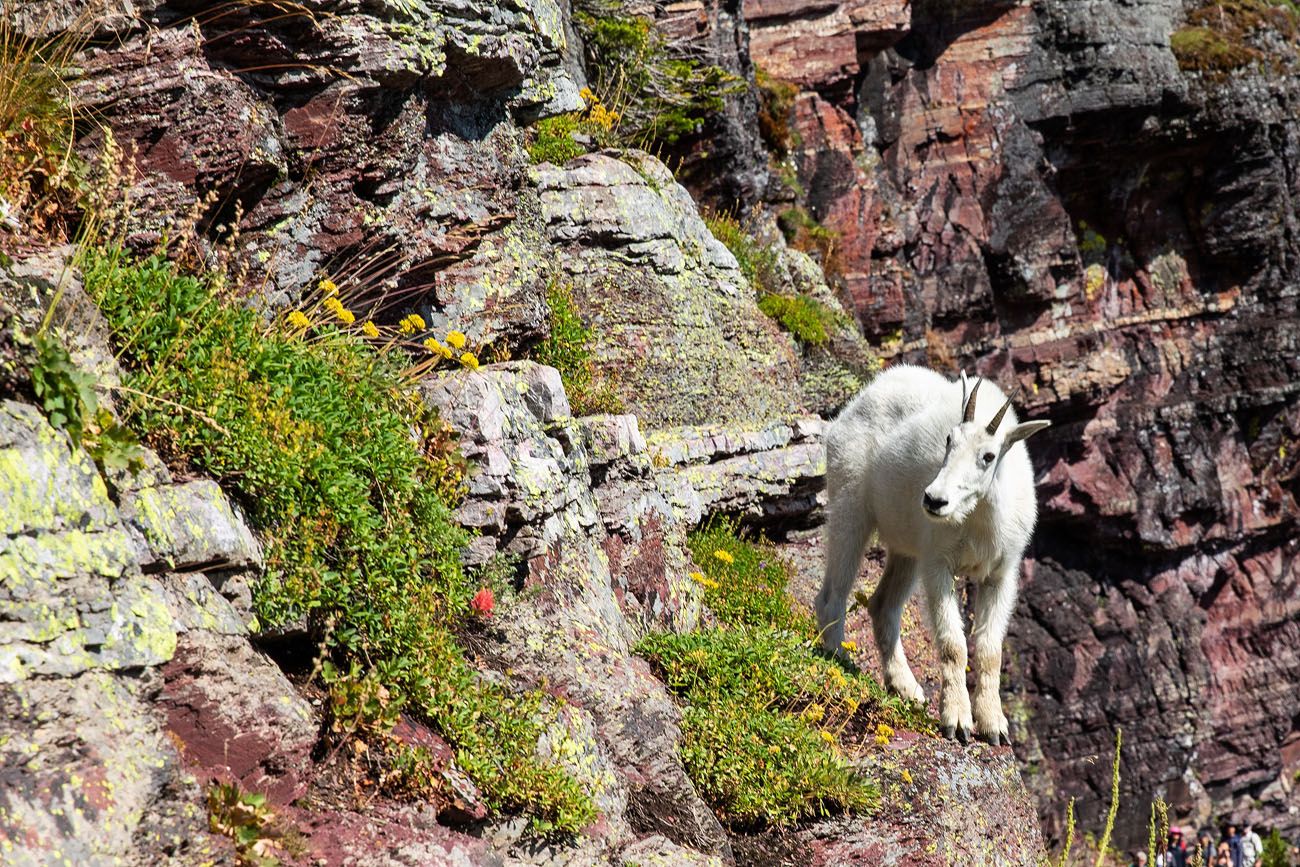 Mountain Goat national parks with kids