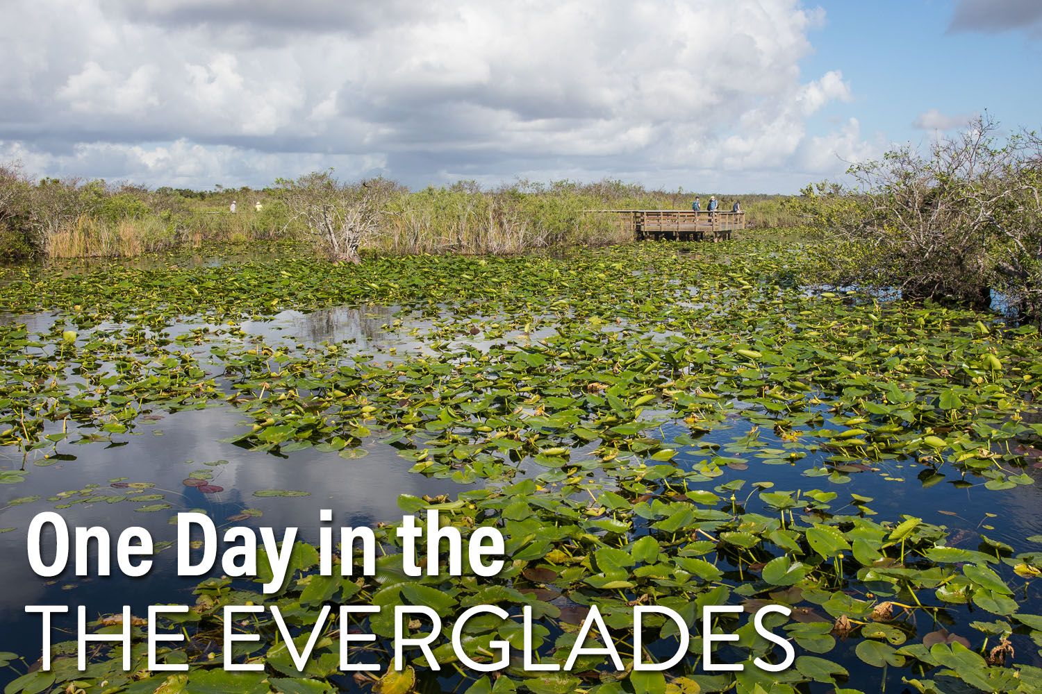 One Day in Everglades