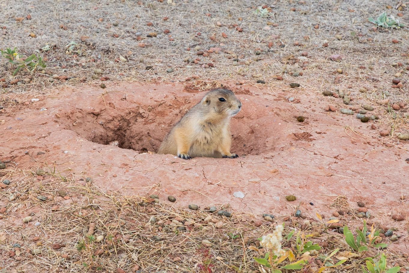 Prairie Dog Lookout Point Trail