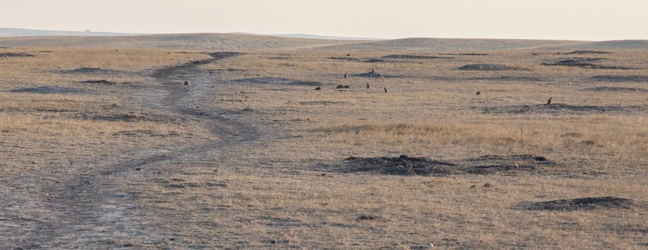 Roberts Prairie Dog Town