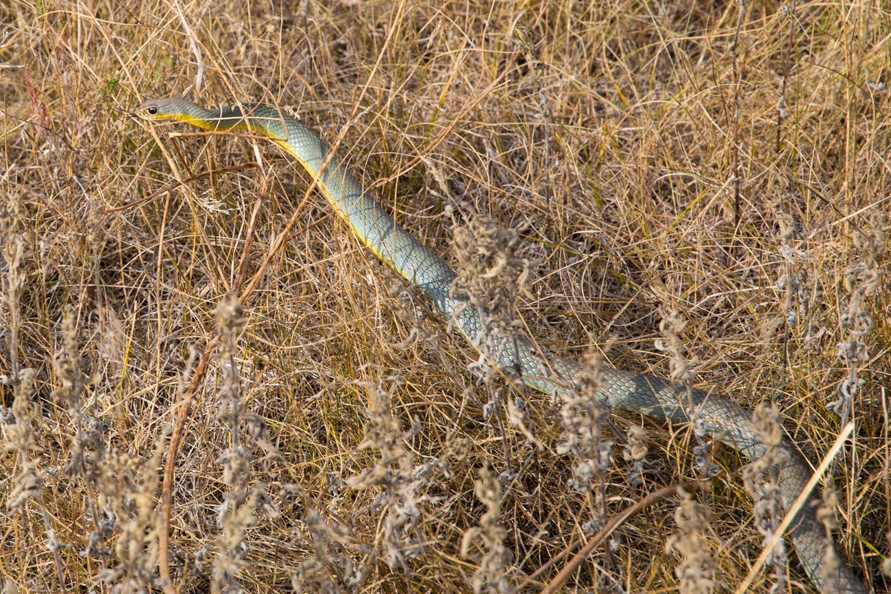 Snake at Wind Cave Lookout Point Trail