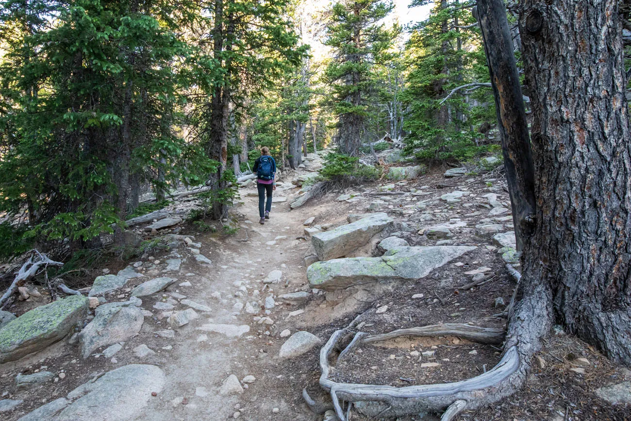 Trail through the Trees