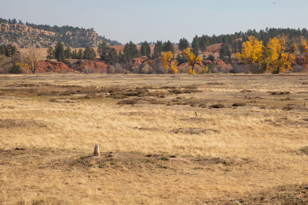 Prairie Dog Town