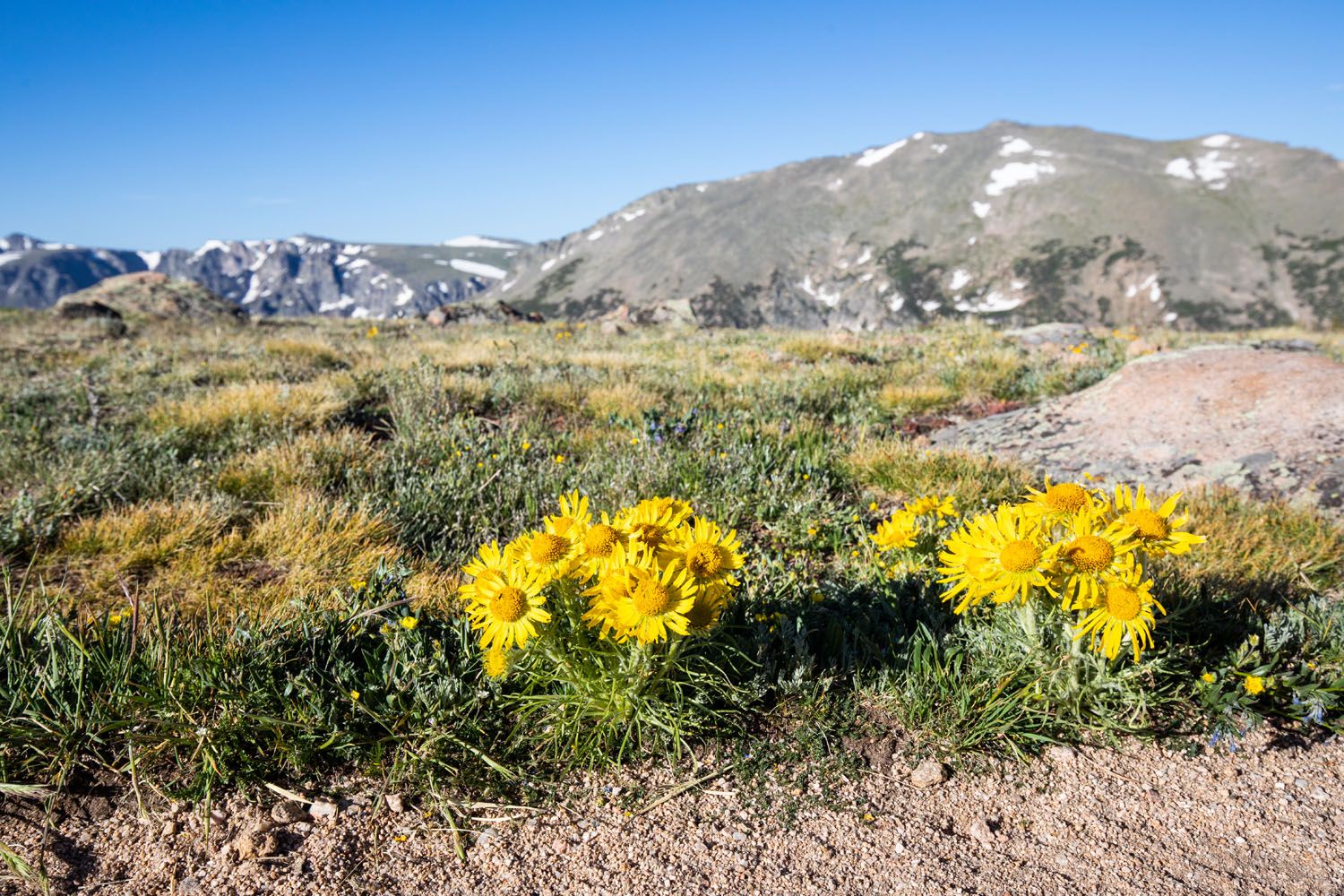 RMNP Wildflowers