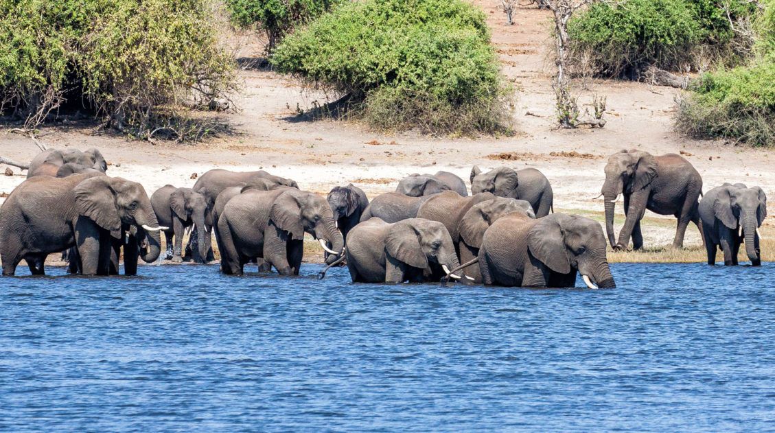Animal Conservation