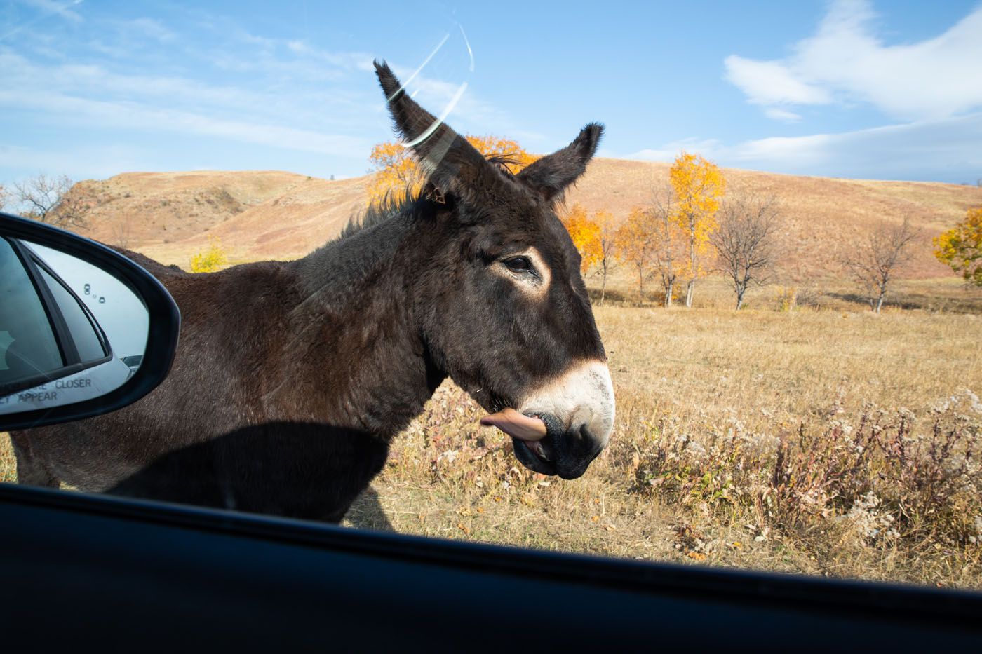 Begging Burros things to do in Custer State Park