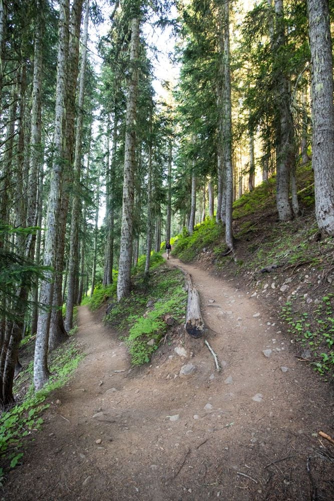 Forest Trail North Cascades