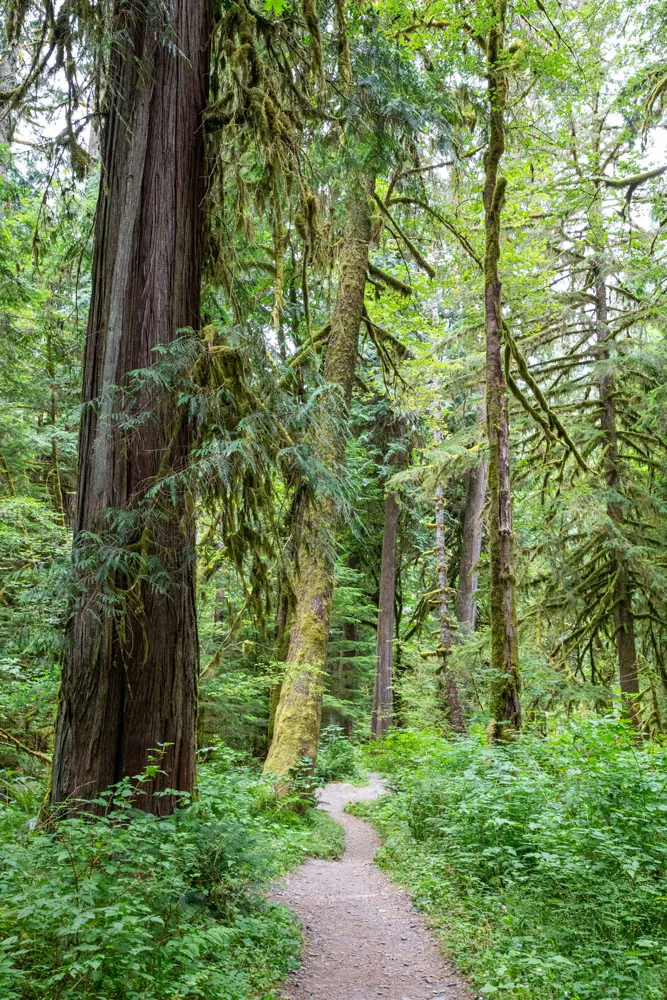 Forest Trail Staircase Rapids Loop