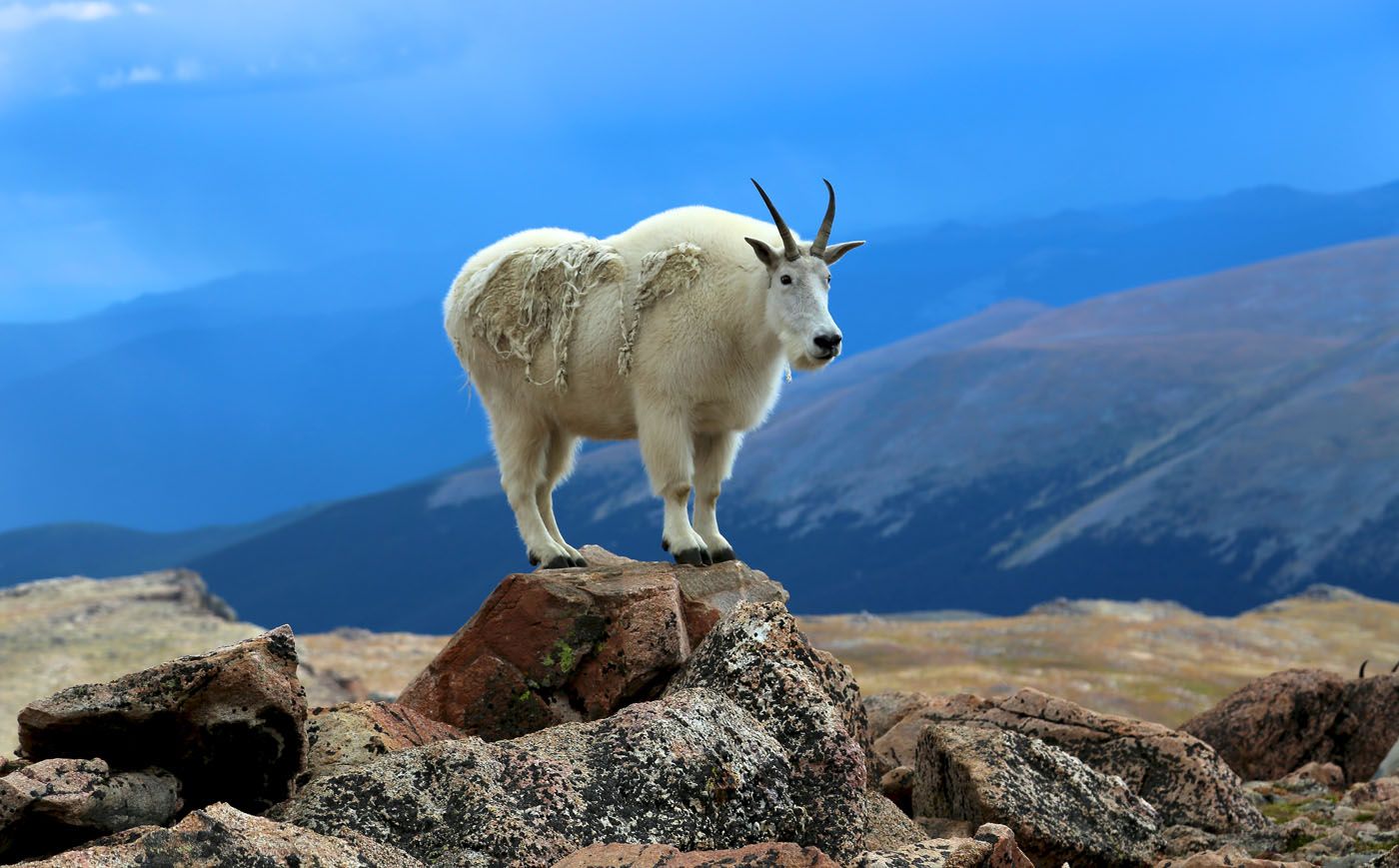 Mountain Goat best scenic drives in Colorado