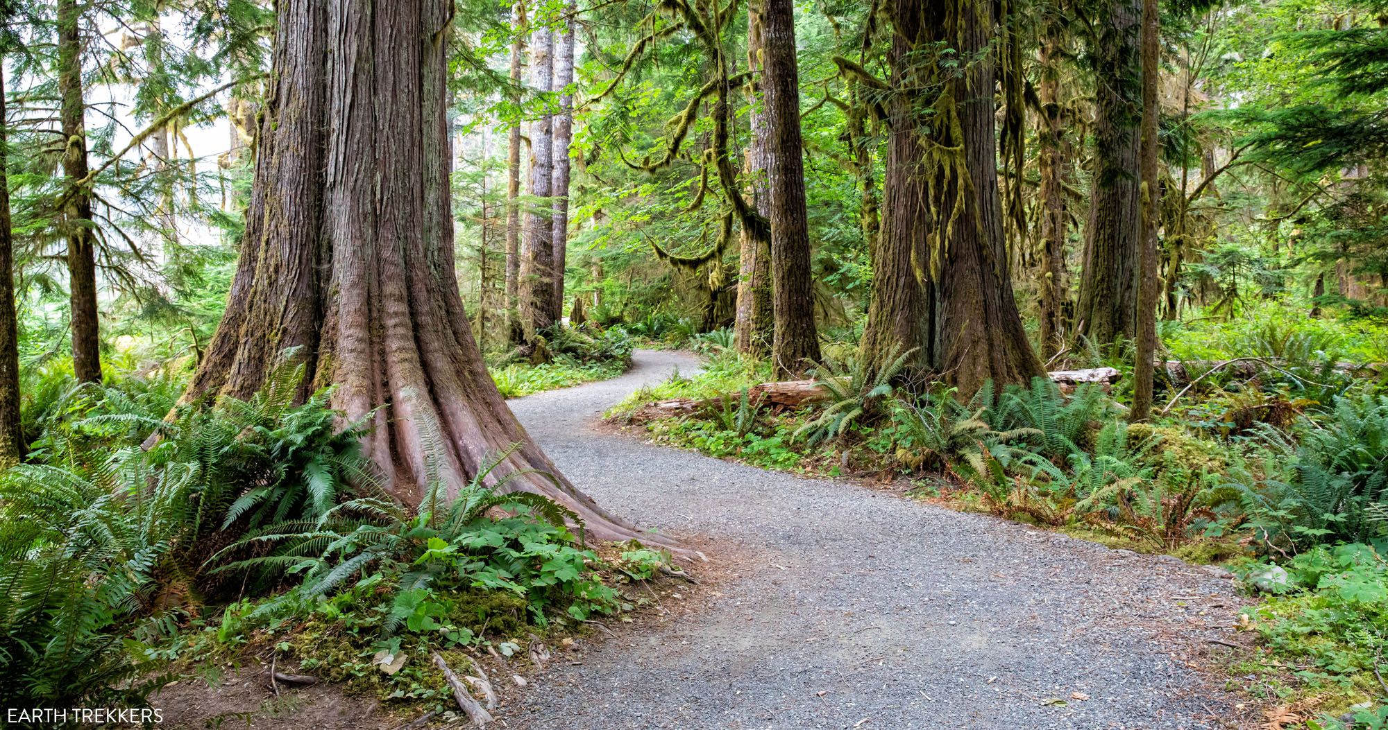 Featured image for “How to Hike the Staircase Rapids Loop in Olympic National Park”