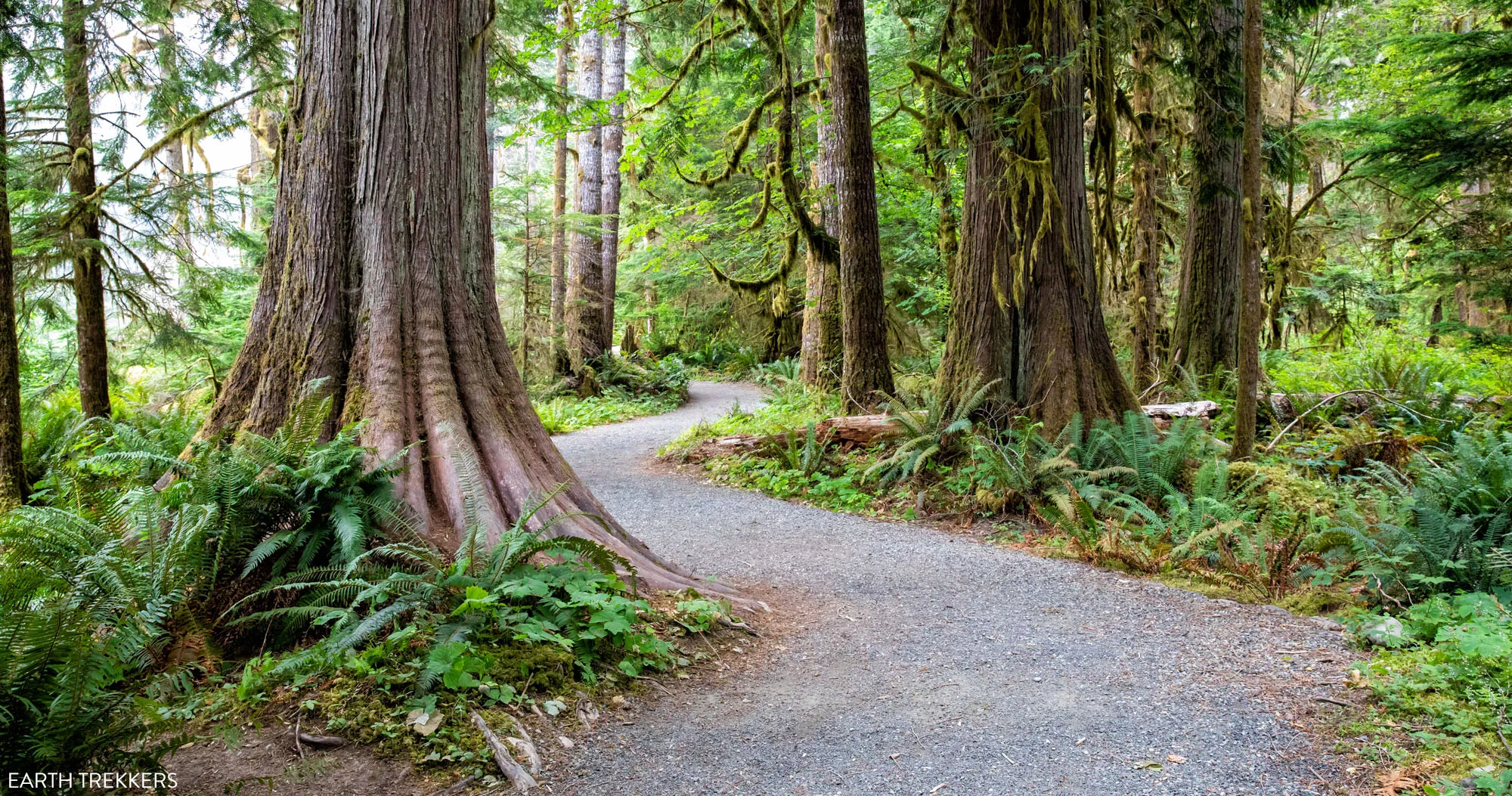 Olympic National Park Hike