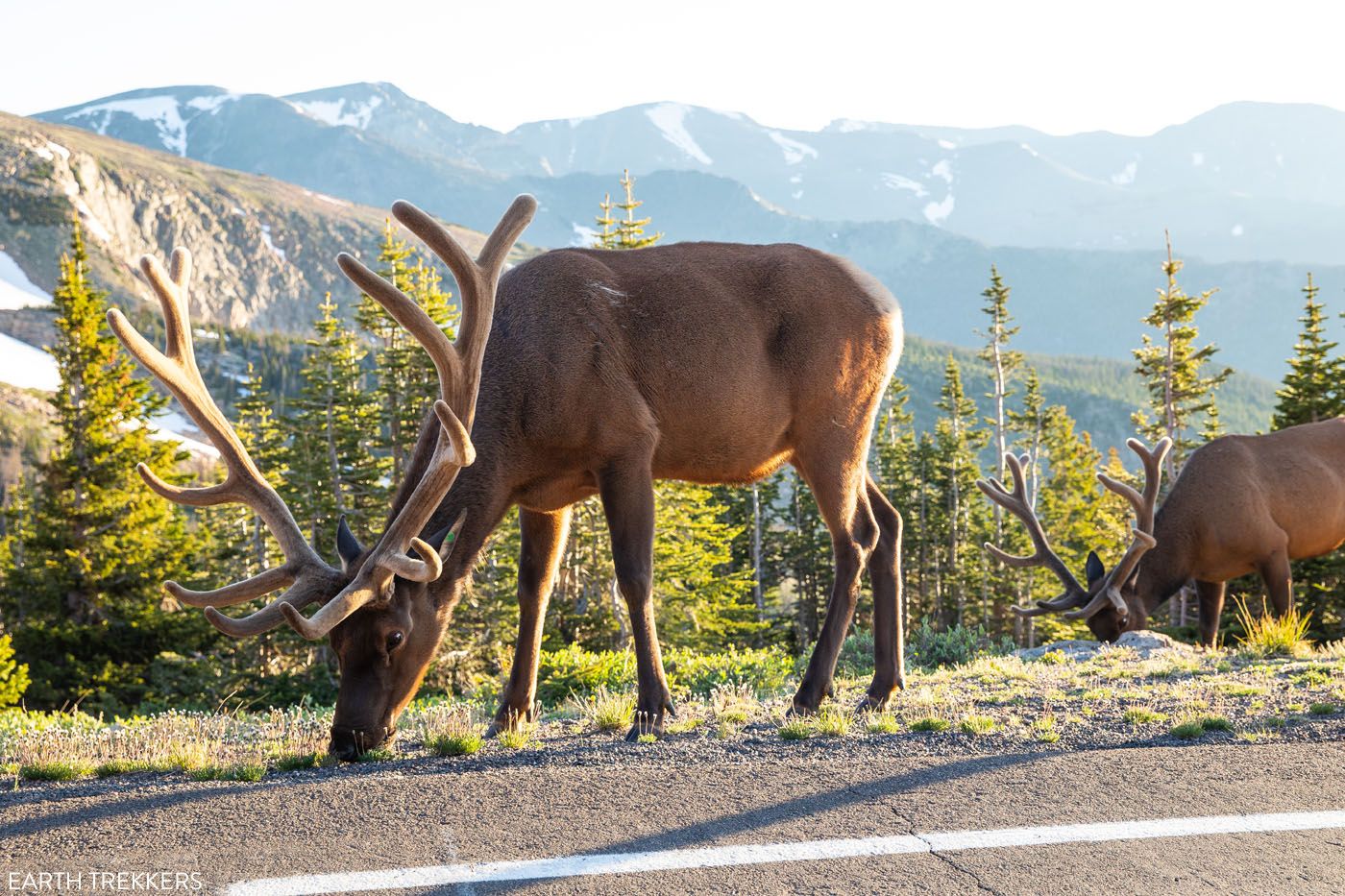 Trail Ridge Road Elk scenic drives in Colorado