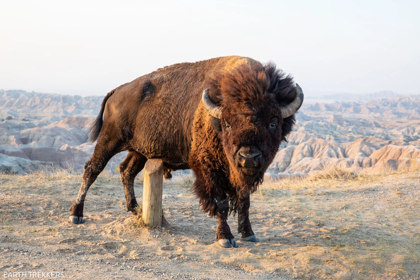 Badlands Bison