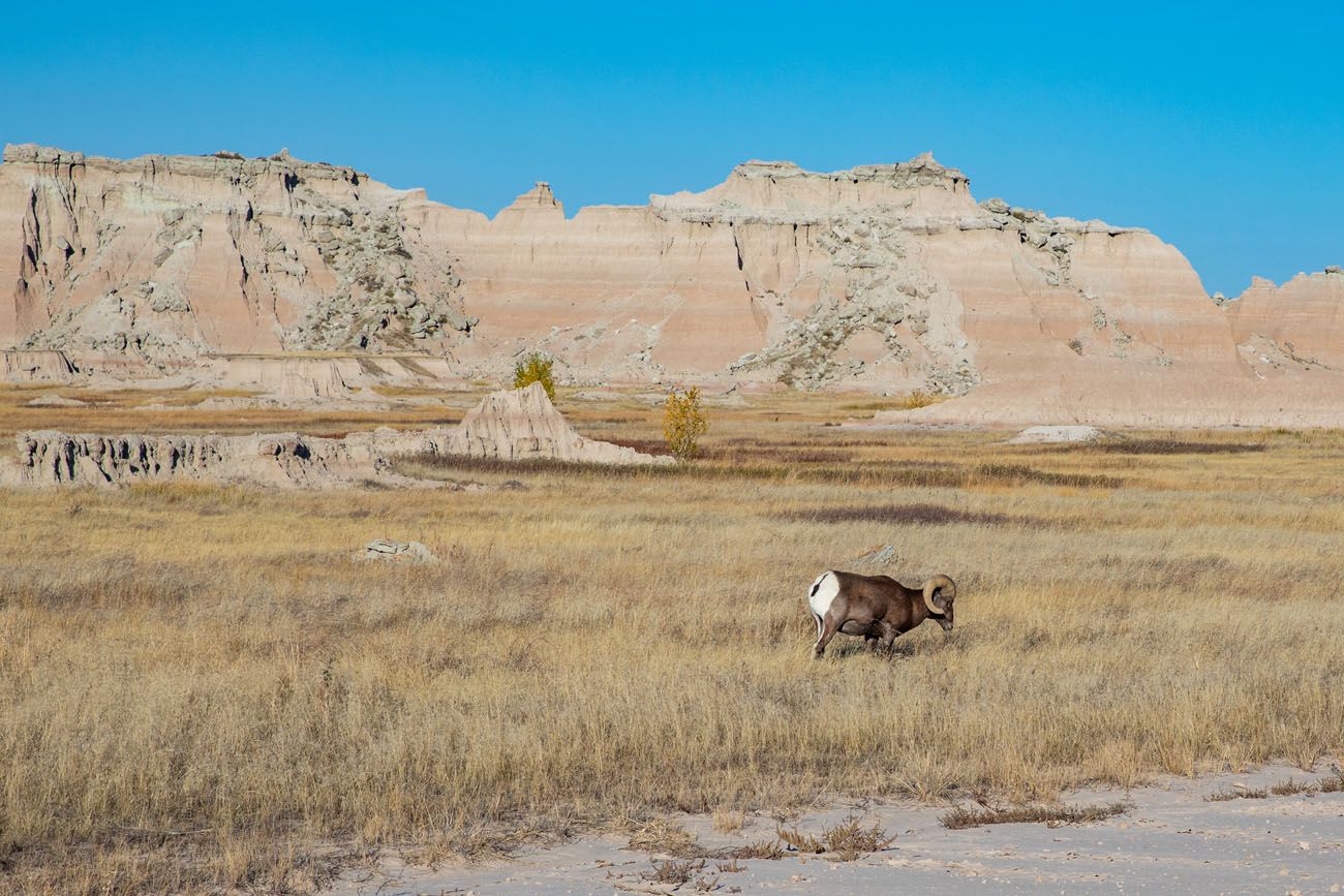 Bighorn Sheep Badlands