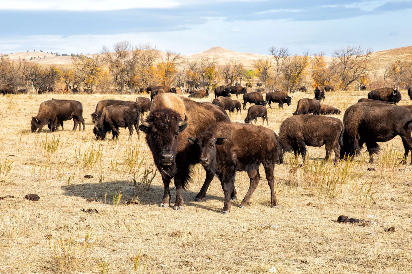 Bison in Custer State Park | South Dakota Itinerary