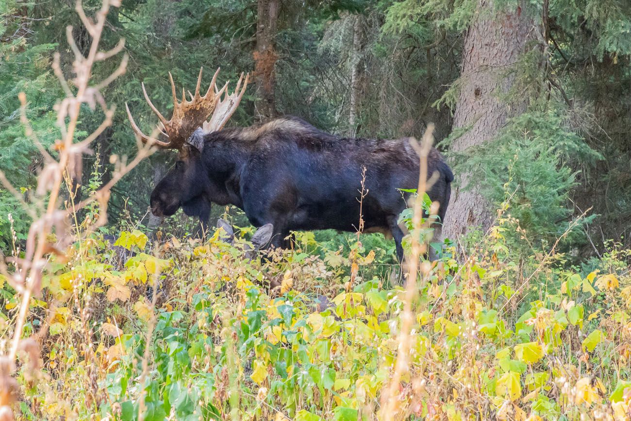 Bull Moose