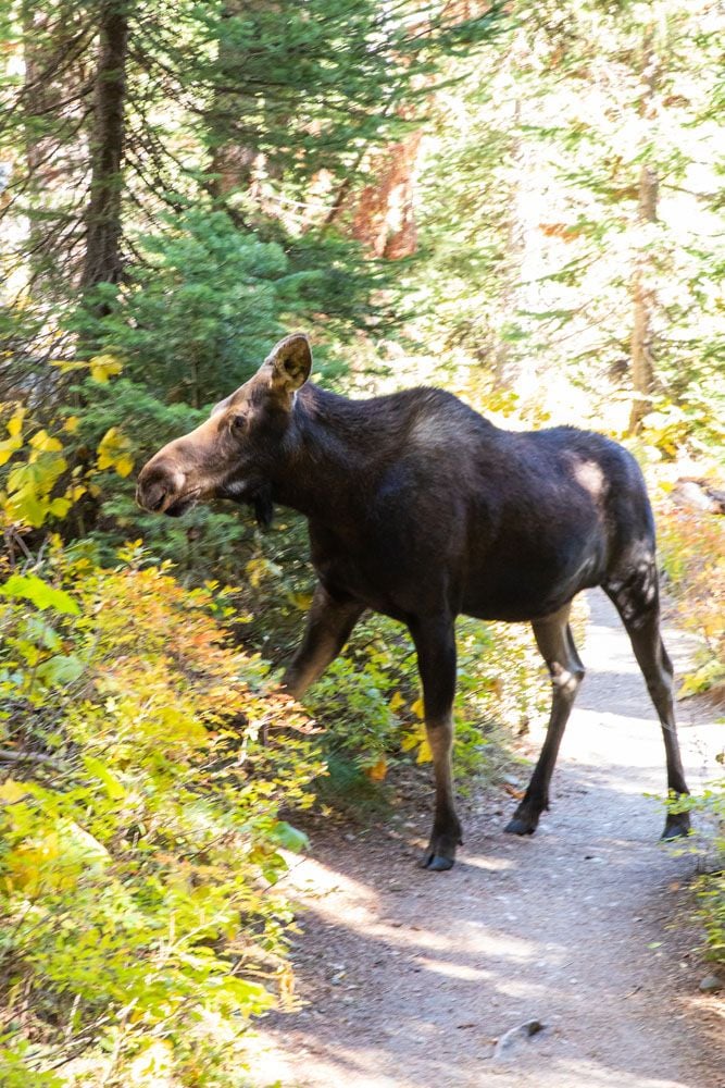 Cascade Canyon Moose one day in Grand Teton