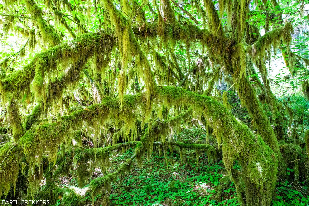 Hall of Mosses Olympic National Park