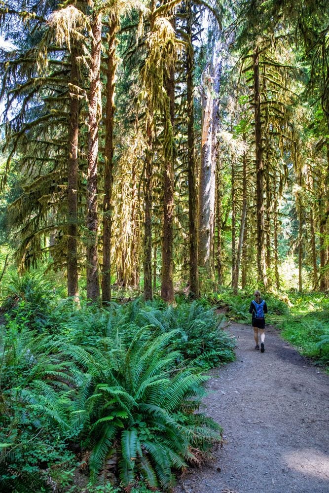Hall of Mosses things to do in Olympic National Park