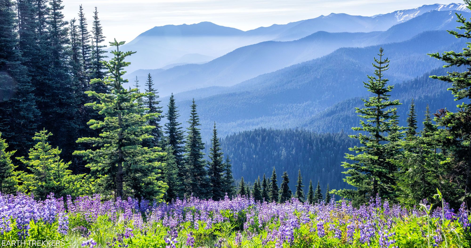 Hurricane Ridge Olympic NP