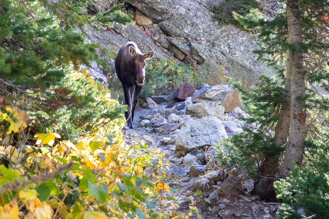 Moose on the Trail