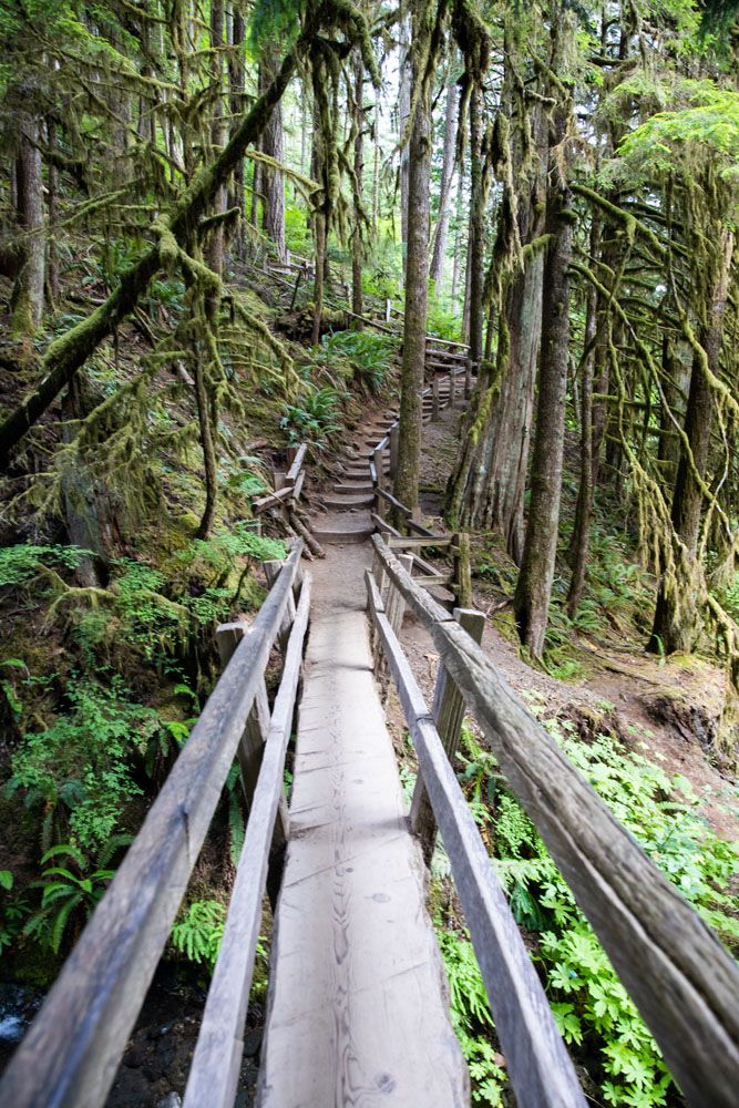 Olympic National Park Bridge