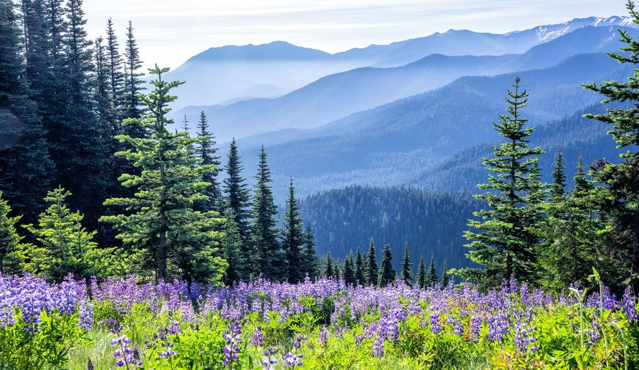 Best Things to Do in Olympic National Park (2026 Guide)