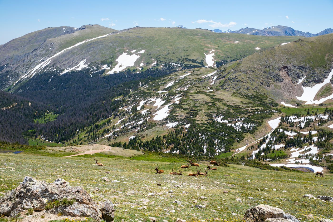 Alpine Ridge Elk one day in Rocky Mountain National Park