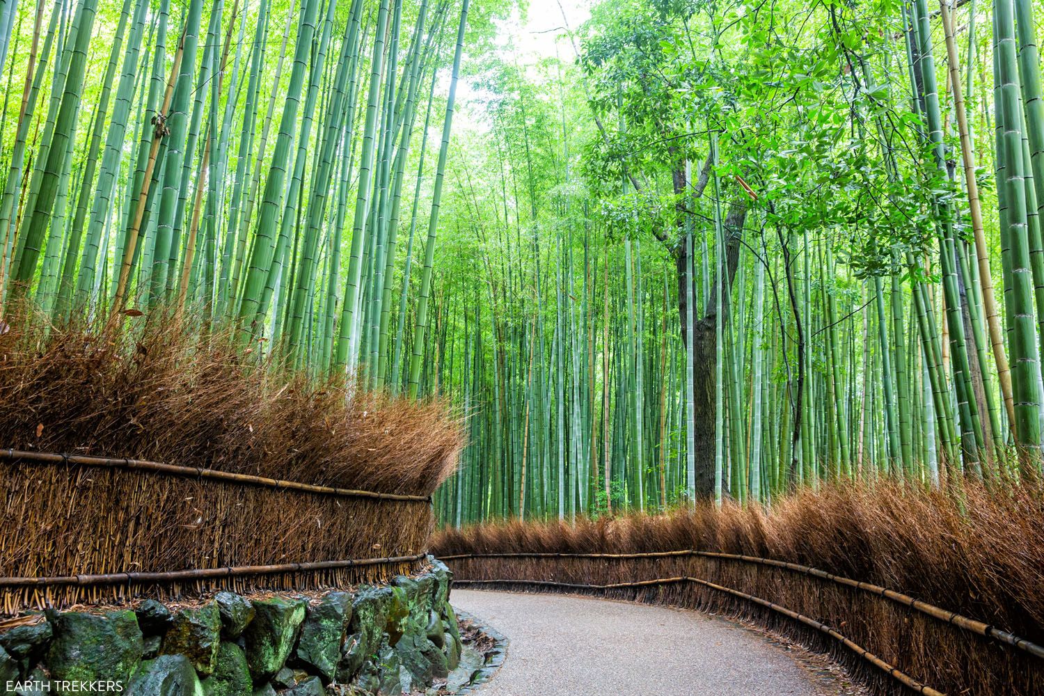 Arashiyama Bamboo Forest