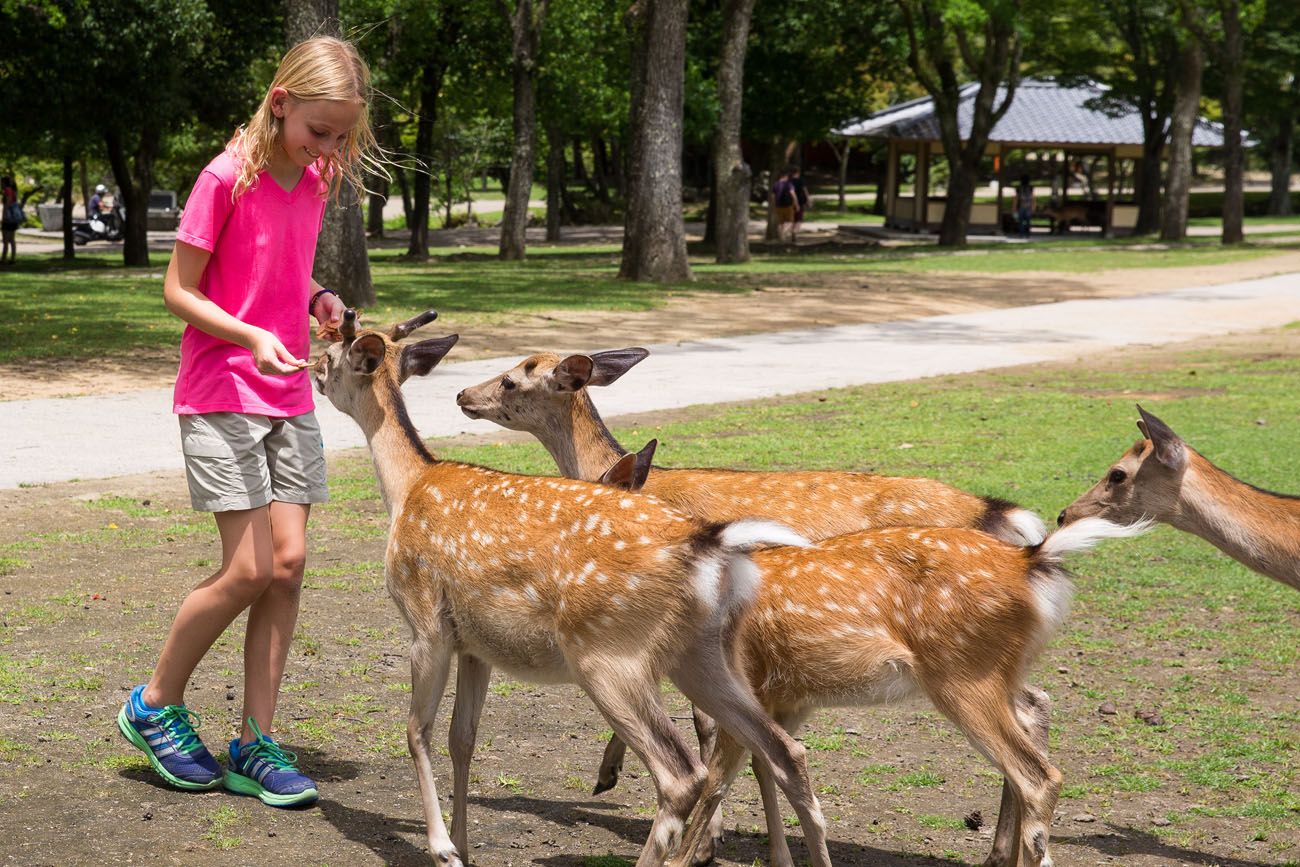 Deer in Nara