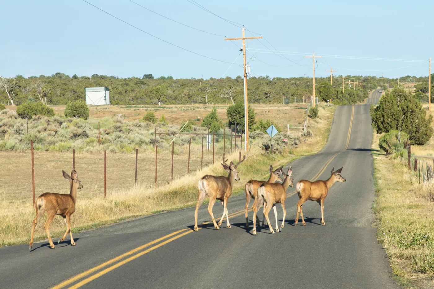 Drive to North Rim