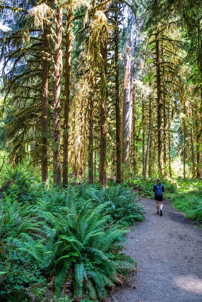 Hall of Mosses Trail