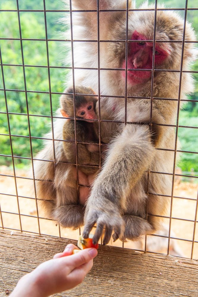 Japanese Macaque best things to do in Kyoto