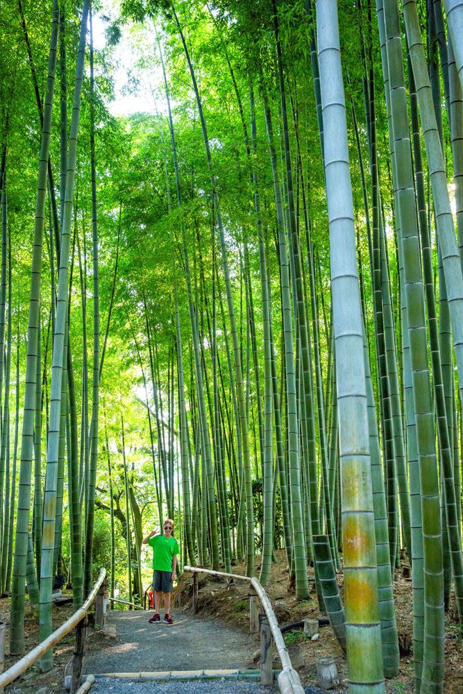Kodaiji Bamboo Forest