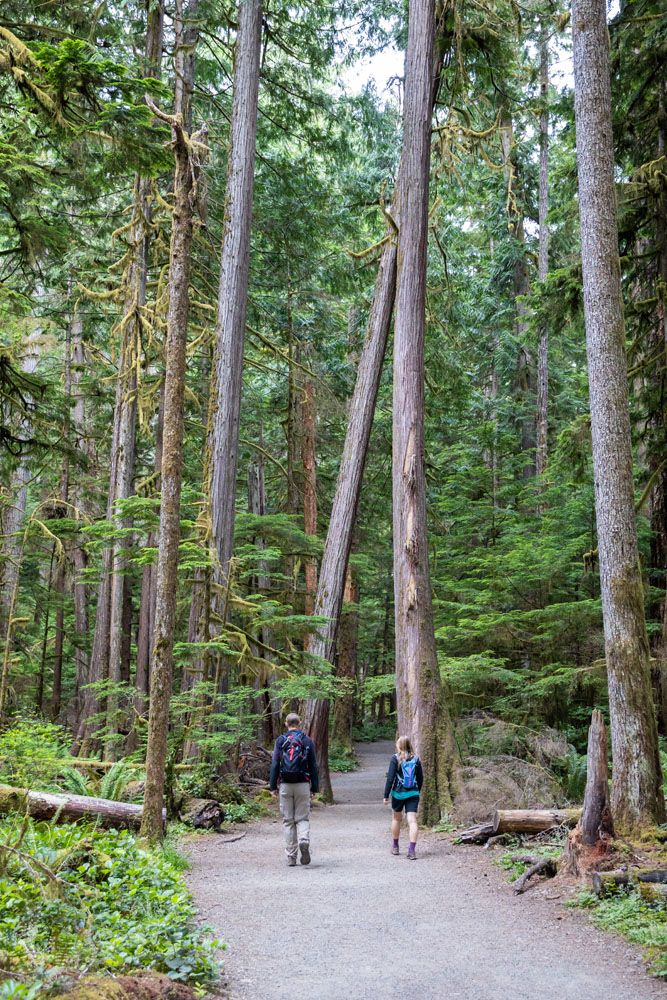 Marymere Falls Trail