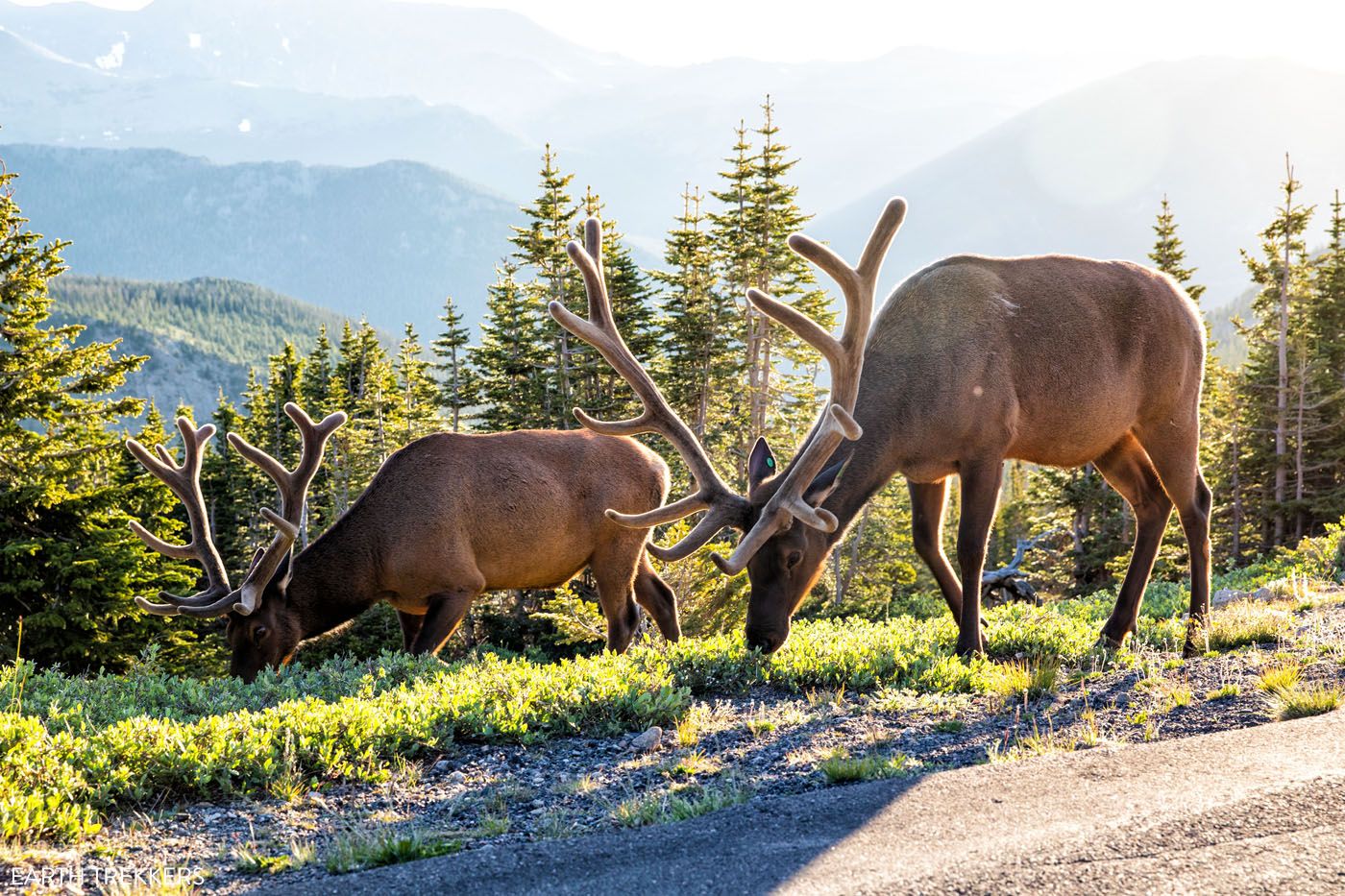 Rocky Mountain Elk