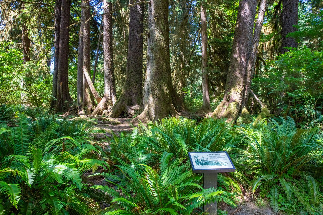 Spruce Nature Trail hikes in Olympic National Park