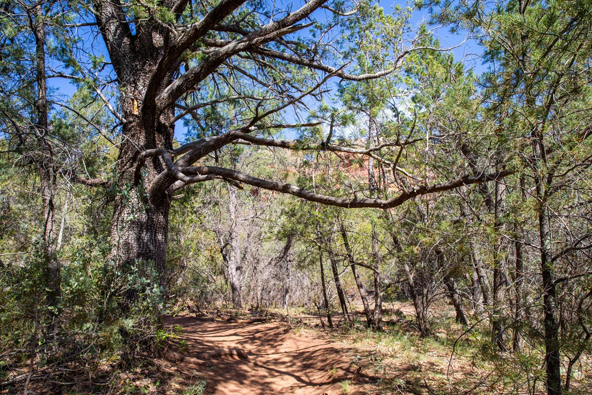 Alligator Juniper