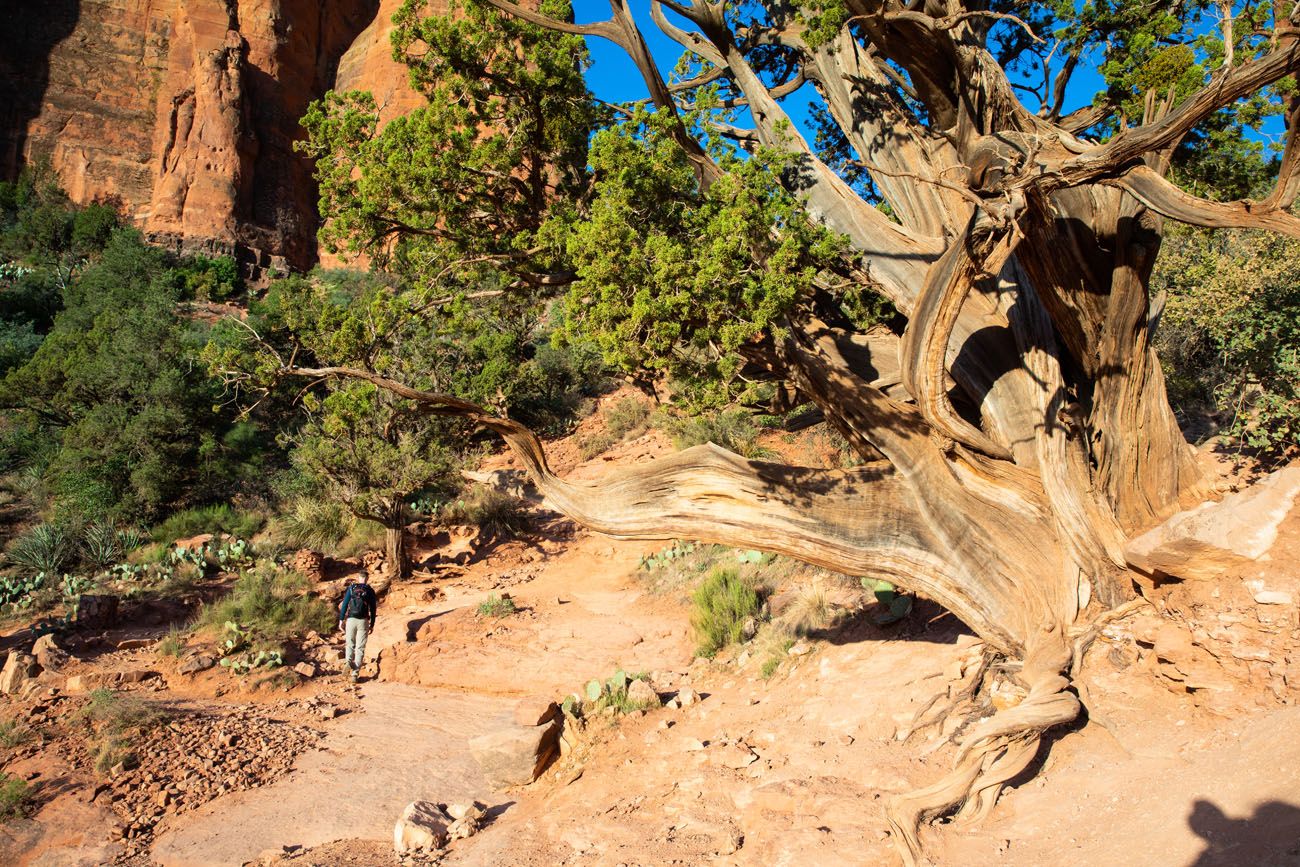 Juniper Tree