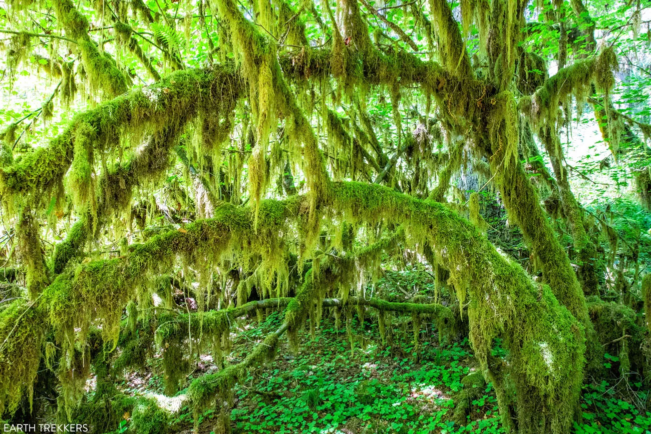 Hall of Mosses