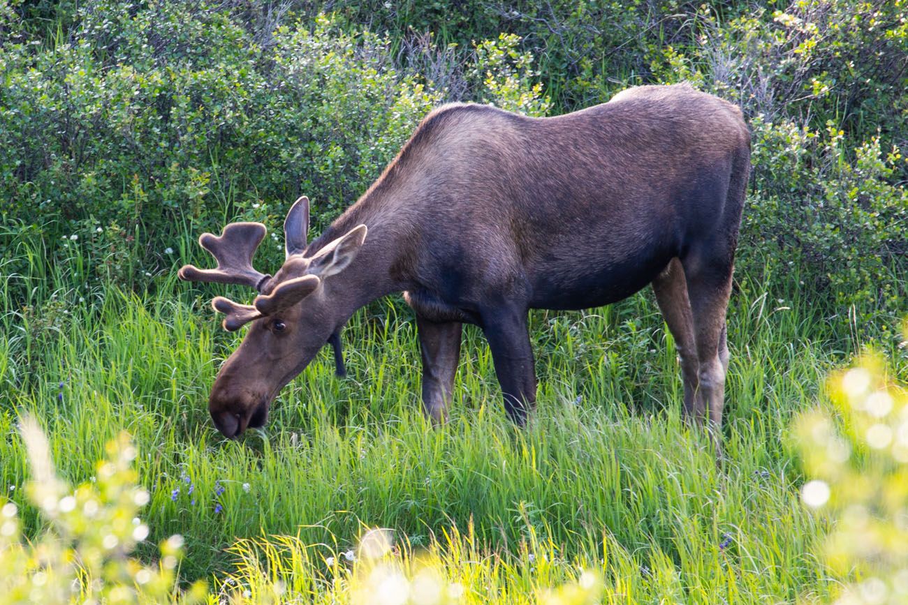 Moose in Denali