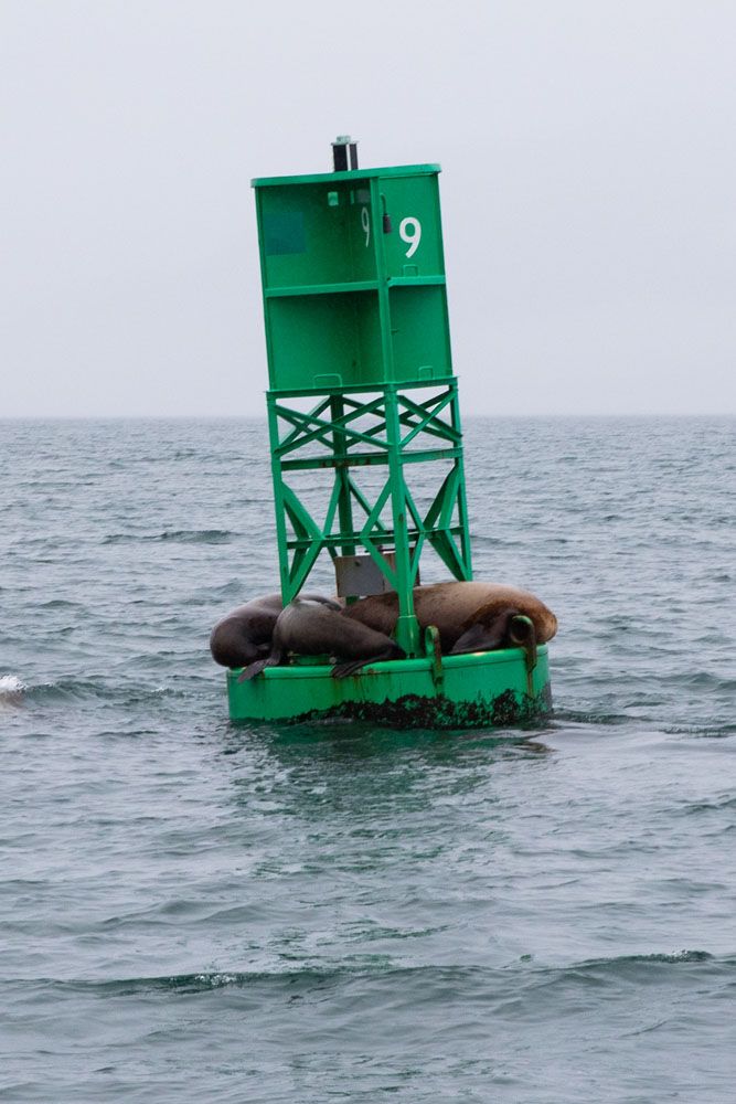 Sea Lions