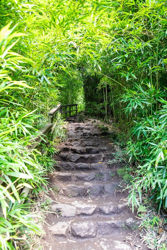 Bamboo and Steps